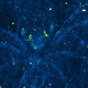 Imagen para el artículo titulado Unos investigadores encuentran unos fósiles de araña fluorescentes al sur de Francia